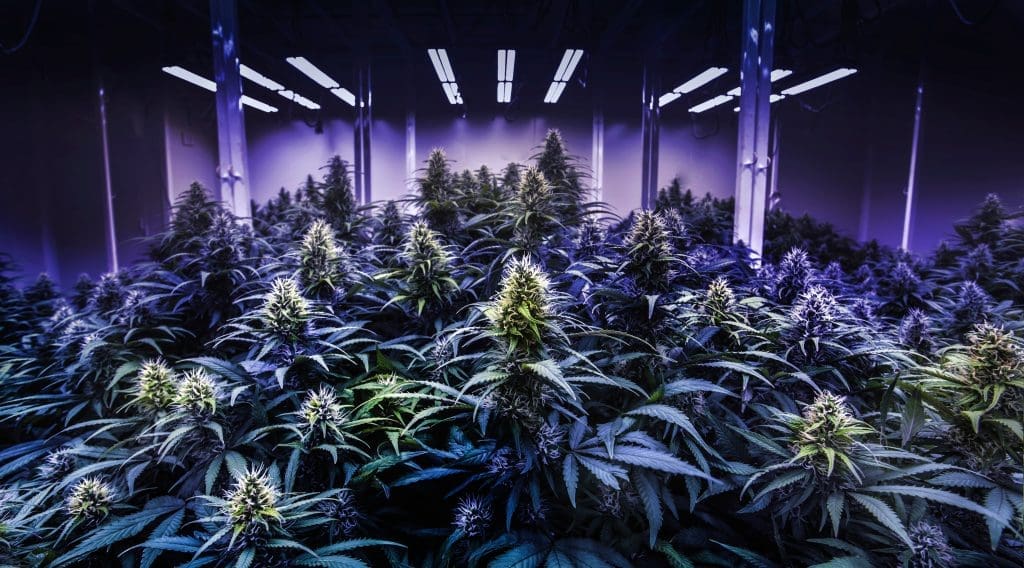 Does Weed Go Bad? (Yes – Here’s Why) Rokin | Weed shutterstock 2146400575